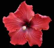 Hoochie Papa Cajun Hibiscus�, Hibiscus rosa-sinensis 'Hoochie Papa', copyright � almostedenplants.com